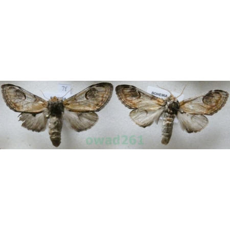 Notodonta ziczac (Linnaeus, 1758) pair Garbatka zygzakówka Czech7f